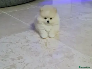 Pomeranian dogs Stunning cream Teddy purebreed Russian/Ukrainian🌟 - Advert 10