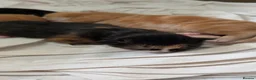 Mixed Breed cats for sale: Kittens - Advert 3