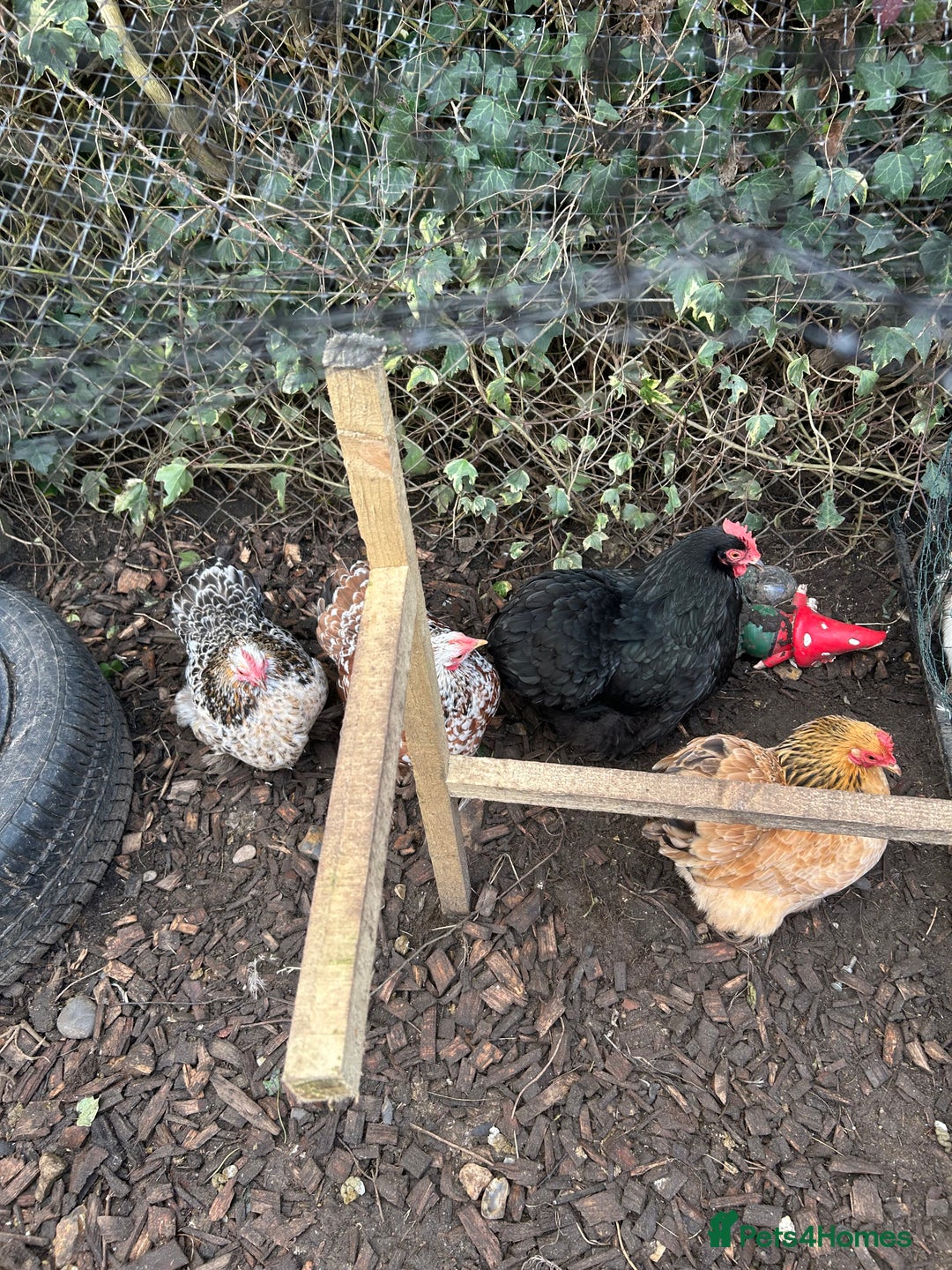 Chickens poultry for sale: 4 female pekin bantams - Advert 3