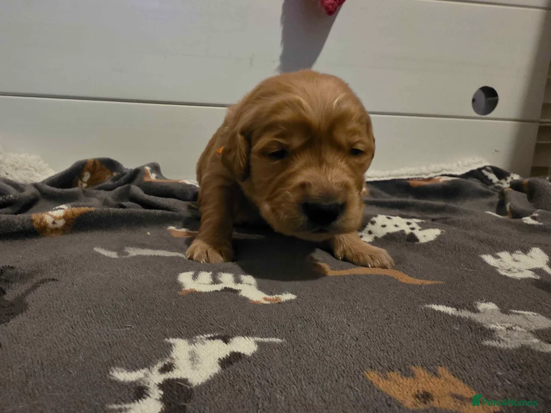 Golden Retriever dogs for sale: KC Golden Retriever puppies for sale - Advert 13