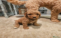 Cavapoo dogs for sale: Cavapoo Puppies  - Image 7