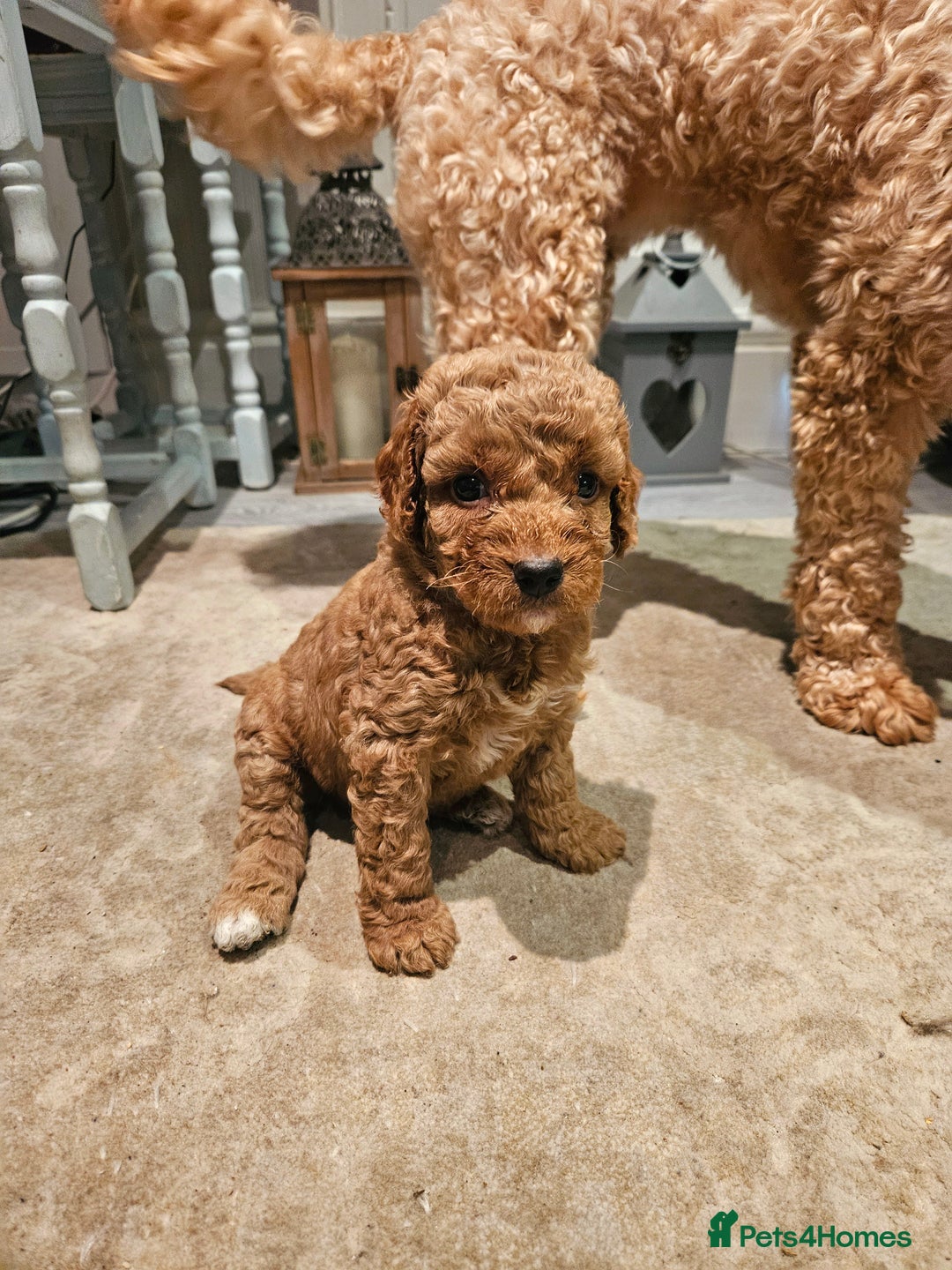 Cavapoo dogs for sale: Cavapoo Puppies  - Image 7