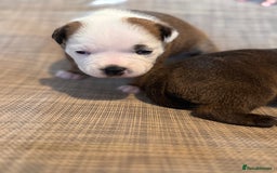 Staffordshire Bull Terrier dogs for sale: KC Staffordshire Bull Terrier - Image 10