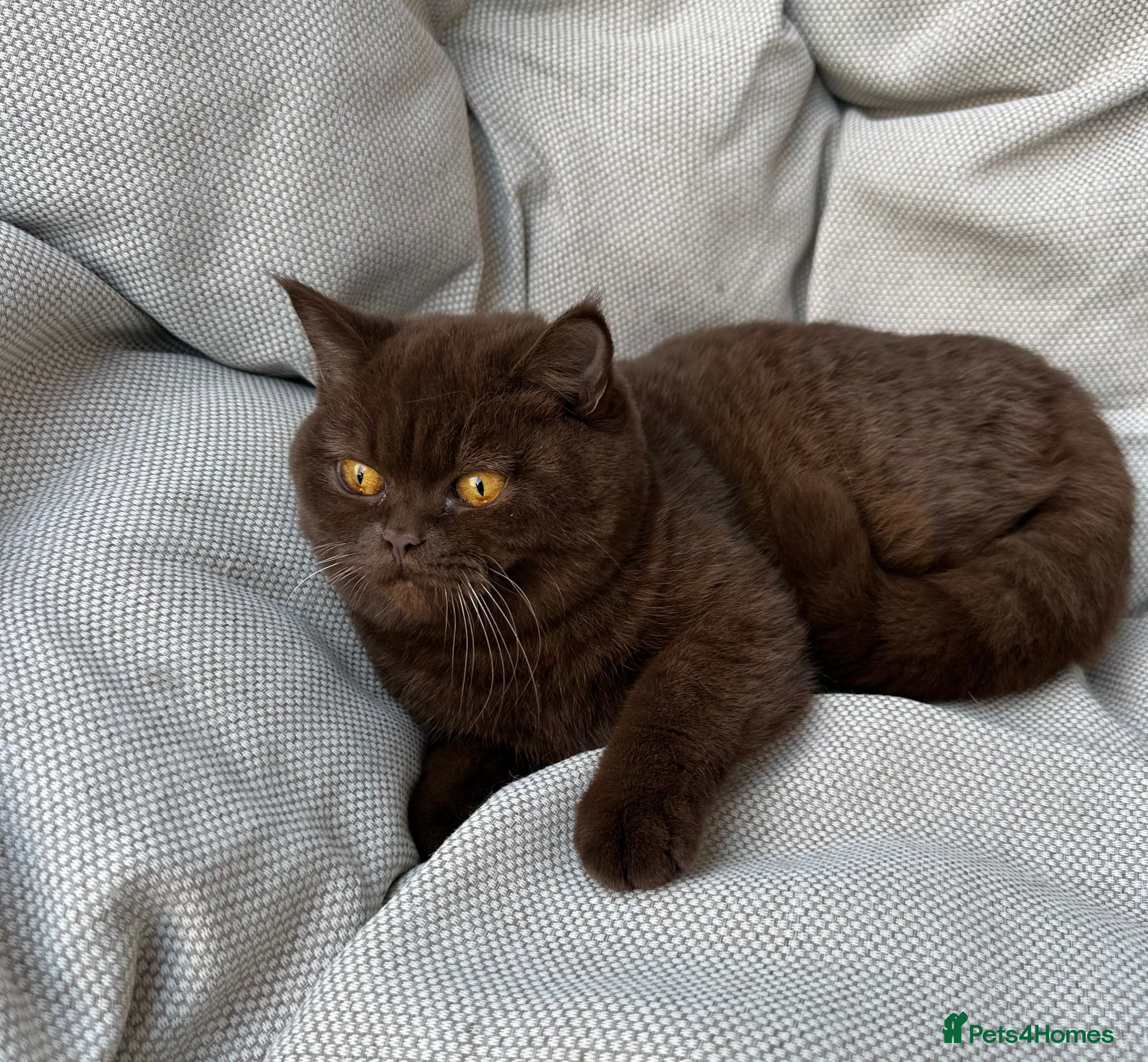 British Shorthair cats Ready British Shorthair Chunky Kittens - Advert 3