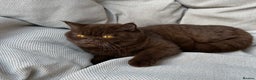 British Shorthair cats for sale: Ready British Shorthair Chunky Kittens - Advert 1