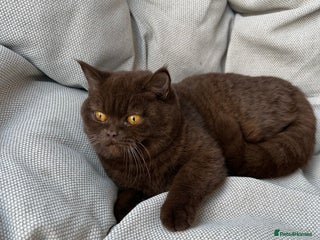 British Shorthair cats Ready British Shorthair Chunky Kittens - Advert 5