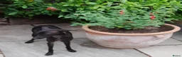 Italian Greyhound dogs for sale: EXCEPTIONAL TOP QUALITY KC REG. ITALIAN GREYHOUNDS in Bury Saint Edmunds - Advert 11