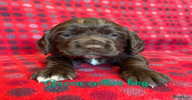 Cocker Spaniel dogs - Advert 4