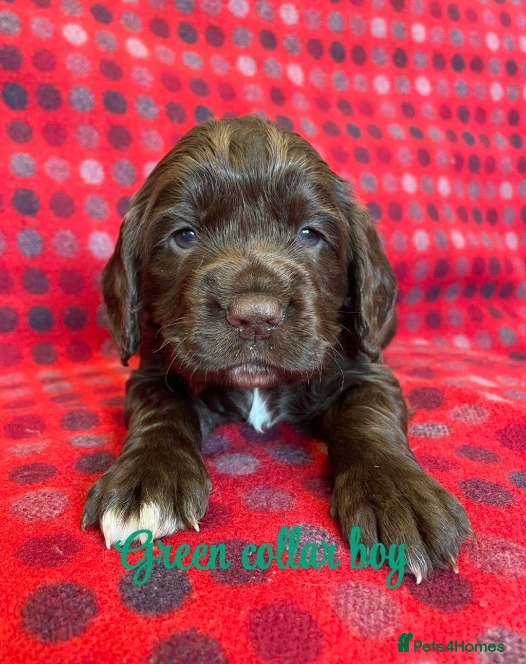 Cocker Spaniel dogs for sale: KC registered working cocker spaniels ready 23/11 - Image 2