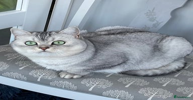 British Shorthair cats British shorthaired GCCF kittens - Advert 13