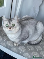 British Shorthair cats British shorthaired GCCF kittens - Advert 4