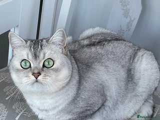 British Shorthair cats British shorthaired GCCF kittens - Advert 15