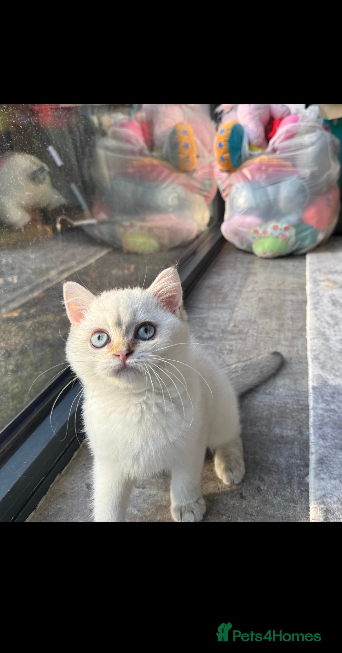 British Shorthair cats GCCF Silver White Chinchilla British Shorthair - Advert 12