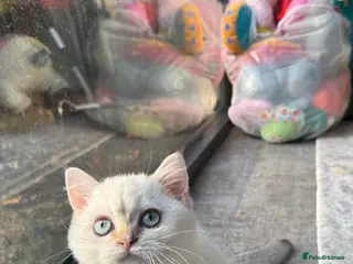 British Shorthair cats GCCF Silver White Chinchilla British Shorthair - Advert 10