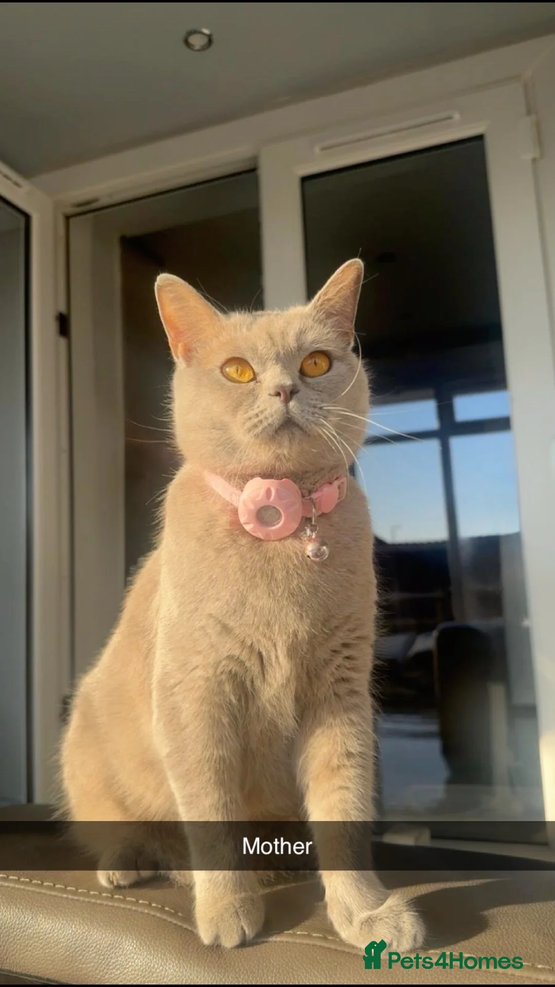 British Shorthair cats for sale: 🐾 3 Beautiful British Shorthairs 🐾 in Birmingham - Advert 2
