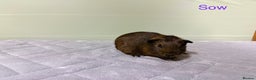 Guinea Pig rodents for sale: Baby guinea pigs  - Advert 2