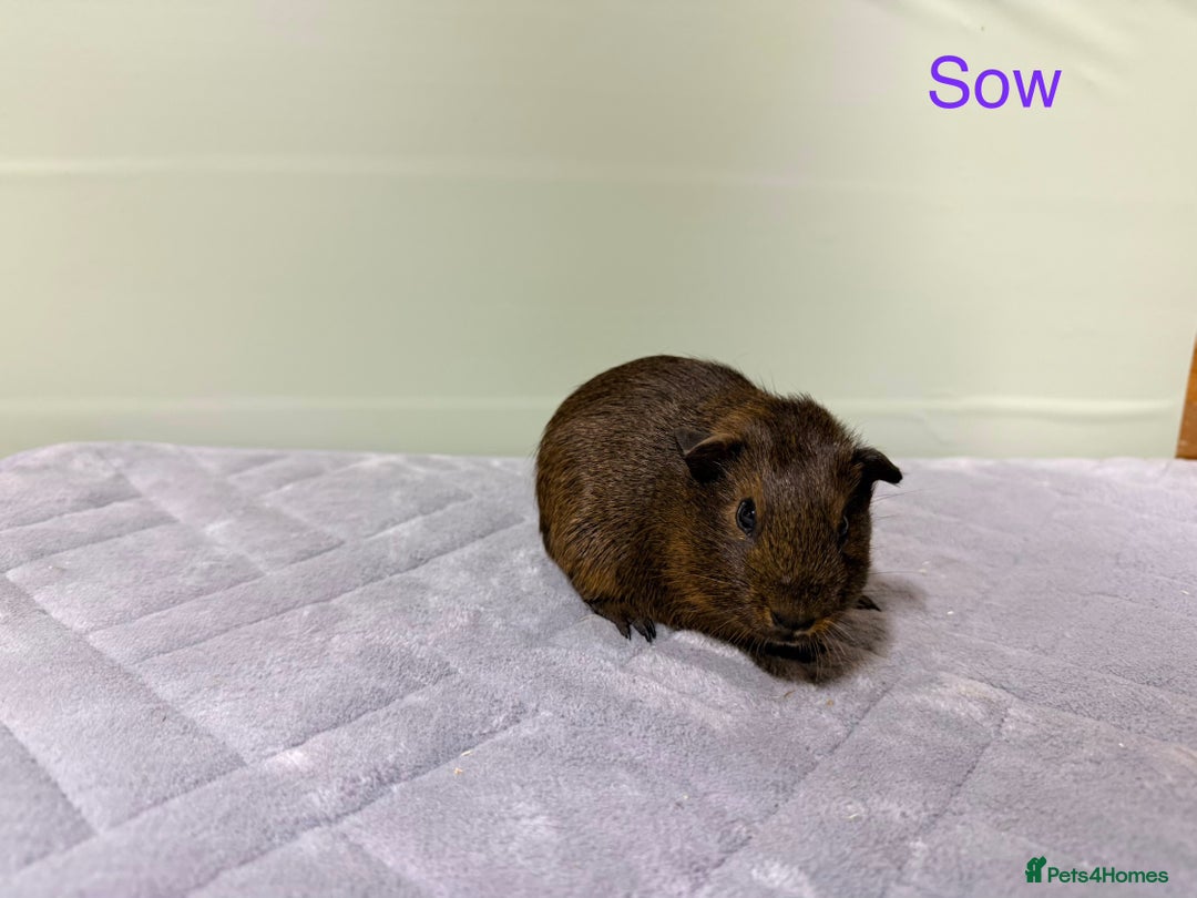 Guinea Pig rodents for sale: Baby guinea pigs  - Advert 2