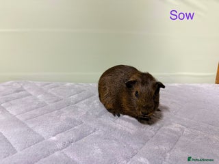 Guinea Pig rodents Baby guinea pigs - Advert 4