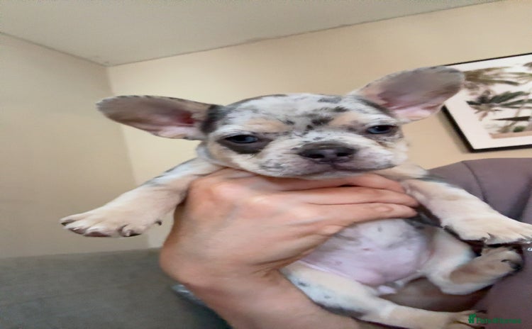 French Bulldog dogs - Advert 7