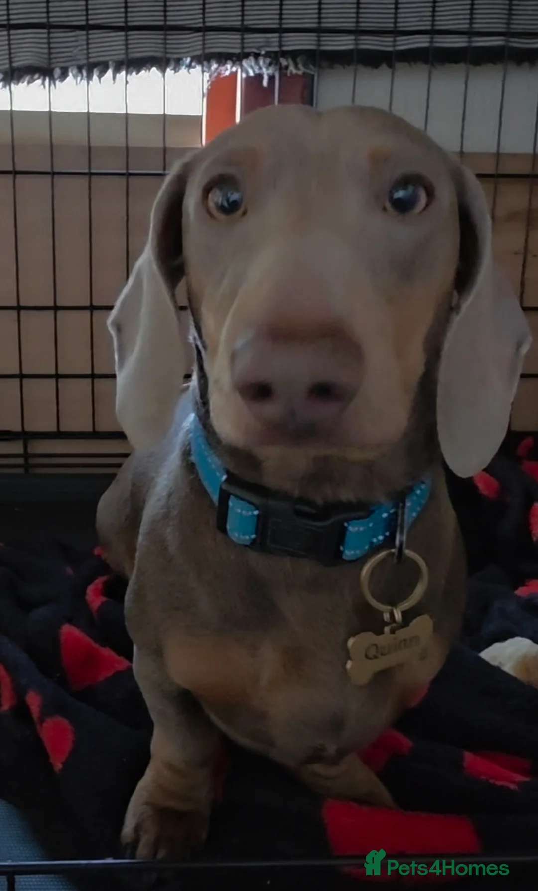 Miniature Dachshund dogs for sale: Miniature Dachshund Quinn  - Advert 2