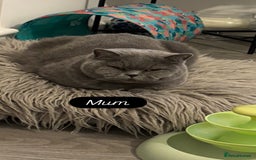 British Shorthair cats for sale: 🧸✨6 Chunky British Shorthair Kittens For Sale✨🧸 - Advert 21