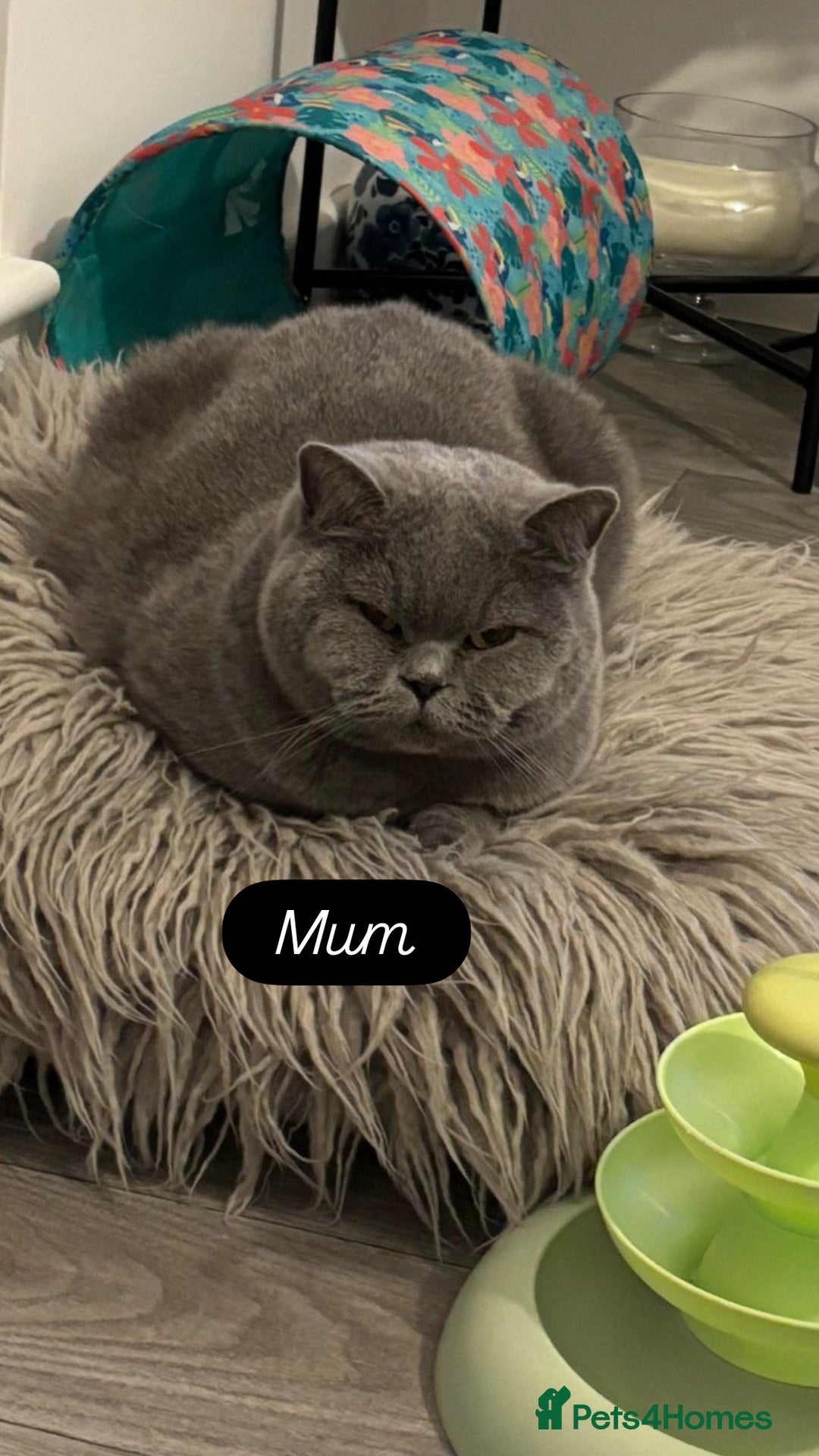 British Shorthair cats for sale: 🧸✨6 Chunky British Shorthair Kittens For Sale✨🧸 - Advert 21