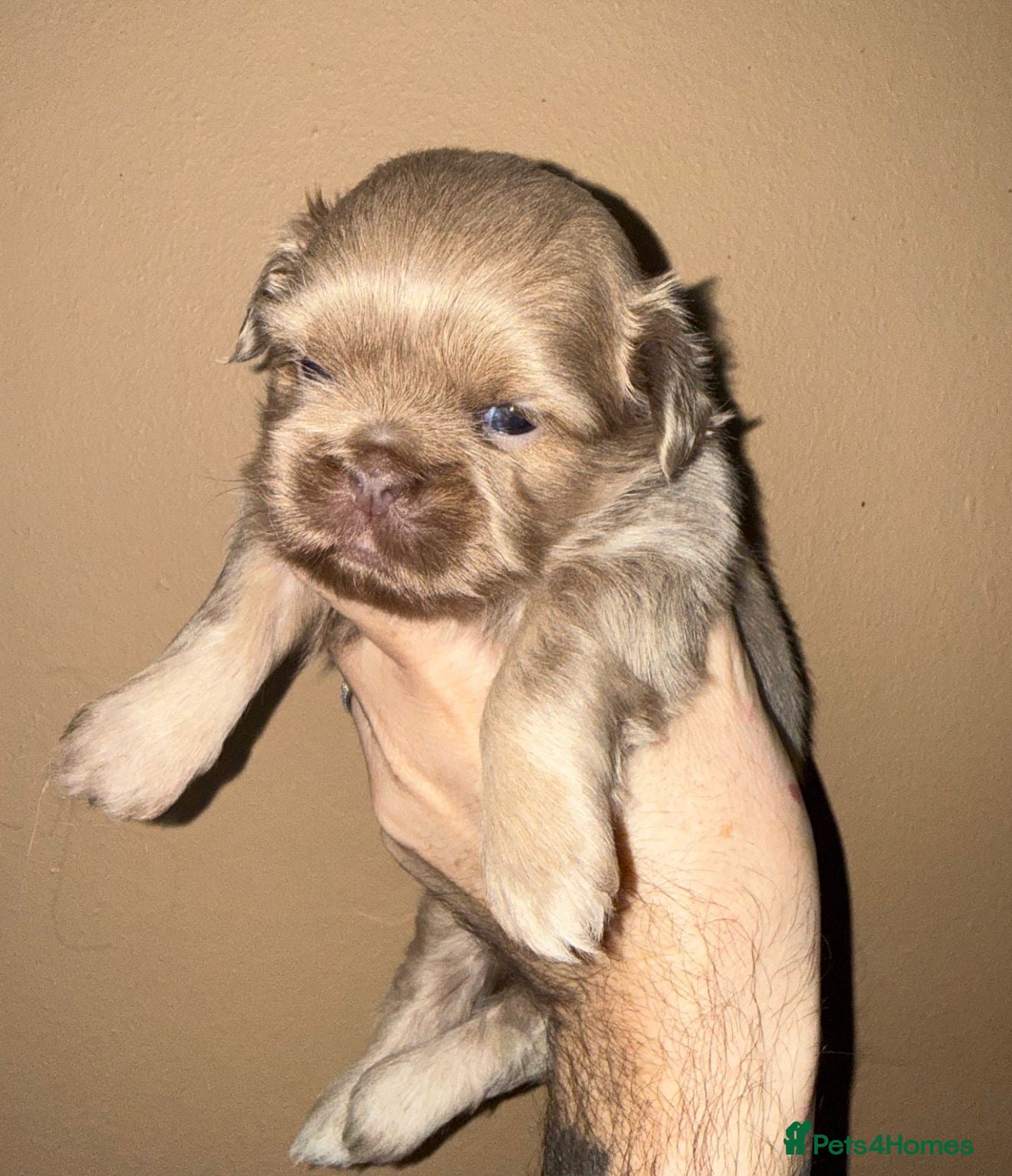 Shih Tzu dogs 💛🧡💜Stunning KC Shih Tzu Puppies🩷🧡💛 - Advert 10