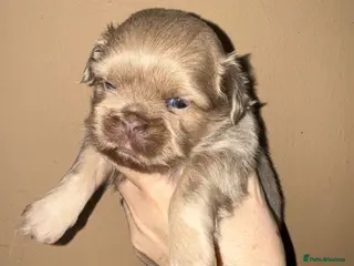 Shih Tzu dogs 💛🧡💜Stunning KC Shih Tzu Puppies🩷🧡💛 - Advert 10