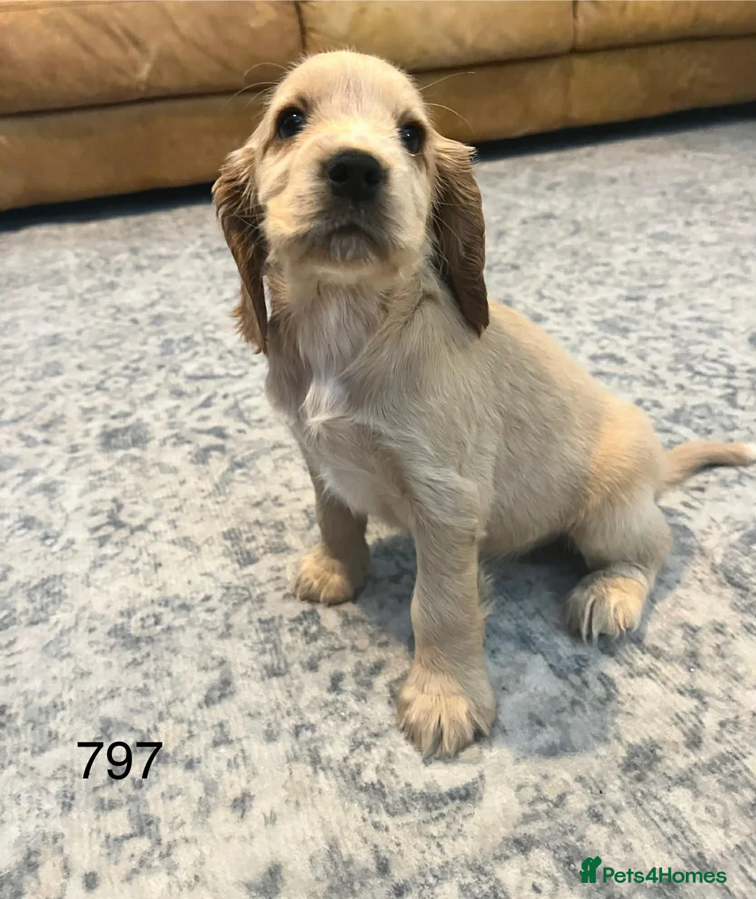 Cocker Spaniel dogs for sale: Beautiful Golden Cocker Spaniel Puppies for Sale - Advert 5