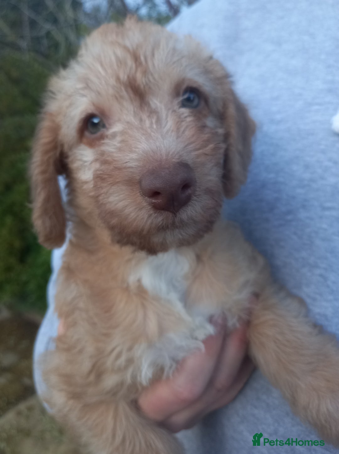 Bedlington Terrier dogs for sale: 7/8 Bedlington 1/8 whippet puppies  - Advert 2