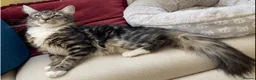 Maine Coon cats for sale: Three adorable Maine Coon Kittens For Sale  - Advert 34