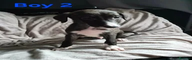 Lurcher 2