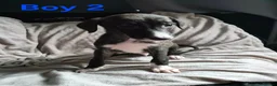 Lurcher dogs for sale: Saluki Whippit Deerhoud greyhounds - Working lines in Newcastle upon Tyne - Advert 7