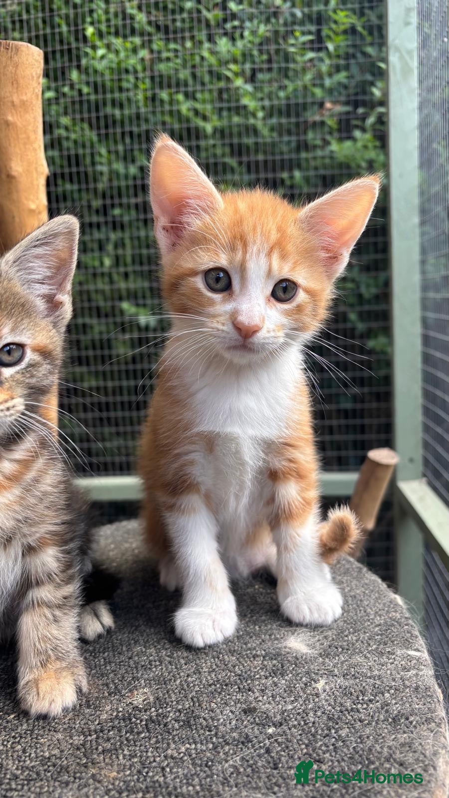 Maine Coon cats  READY TODAY Maine Coon Kittens - Advert 1