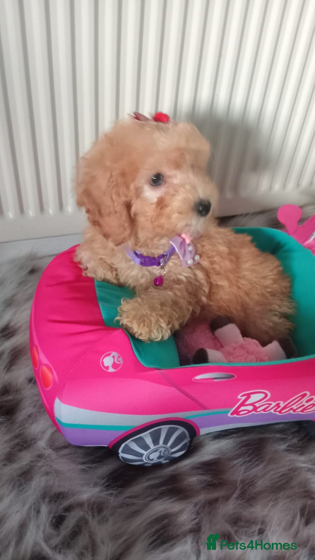 Miniature Poodle dogs for sale: Apricot miniature poodles - Advert 2