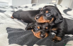 Miniature Dachshund dogs for sale: 4 x gorgeous miniature dachshund puppies  - Image 11