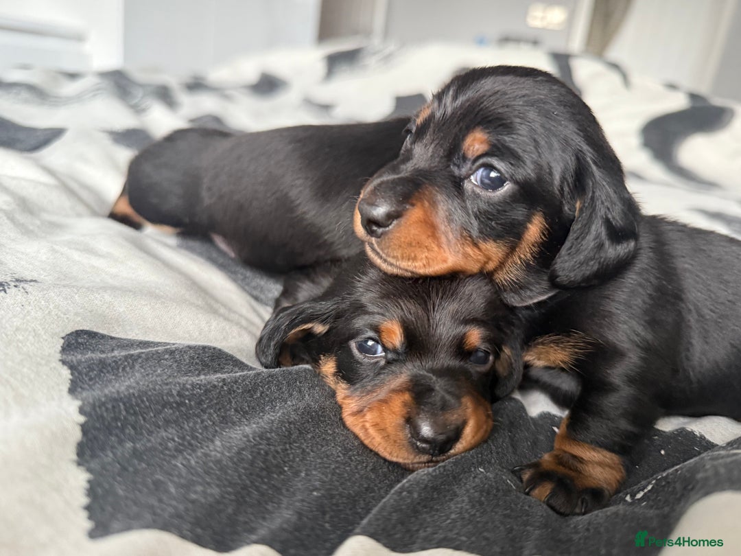 Miniature Dachshund dogs for sale: 4 x gorgeous miniature dachshund puppies  - Image 11
