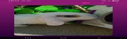 Mini Lop rabbits for sale: Mini lop - Advert 4