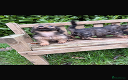 Mixed Breed dogs for sale: Dachshund x Jack pussell - Image 15