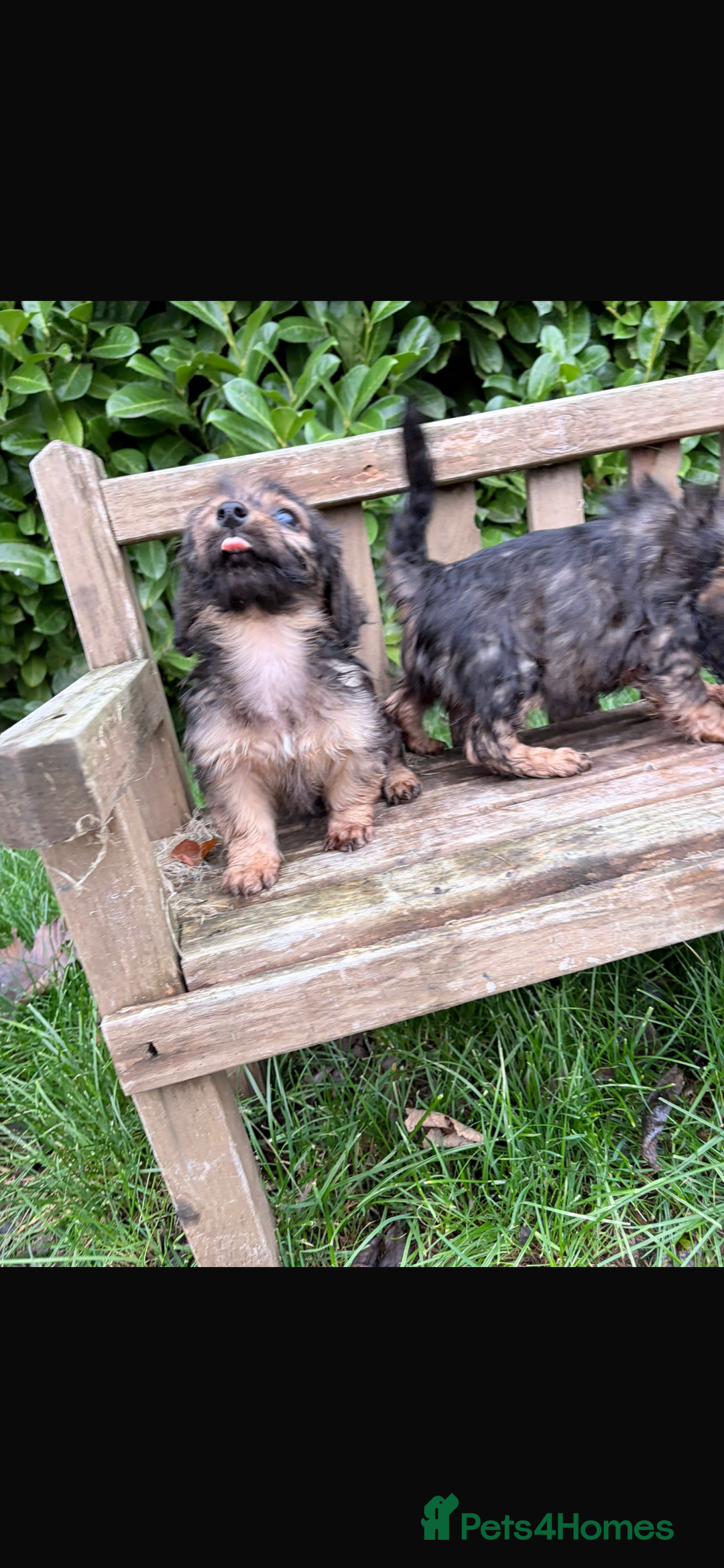 Mixed Breed dogs for sale: Dachshund x Jack pussell - Image 15