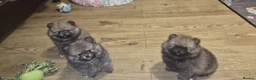 Pomeranian dogs for sale: ❤️ READY NOW! Stunning Pomeranian puppies 🐶❤️ - Advert 9