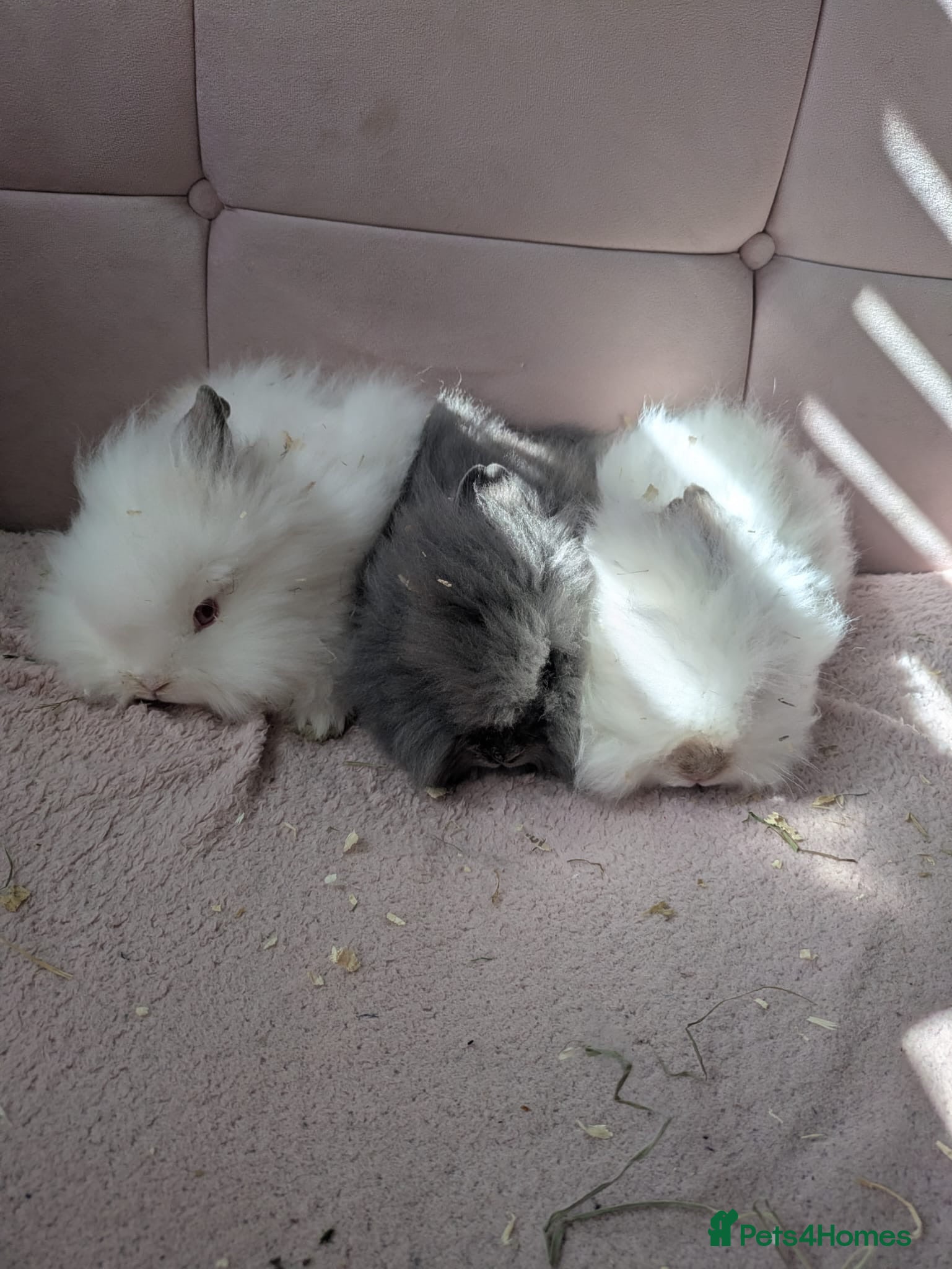 Lionhead rabbits Double Main Lionhead Bunnies - Boys & Girls - Advert 11