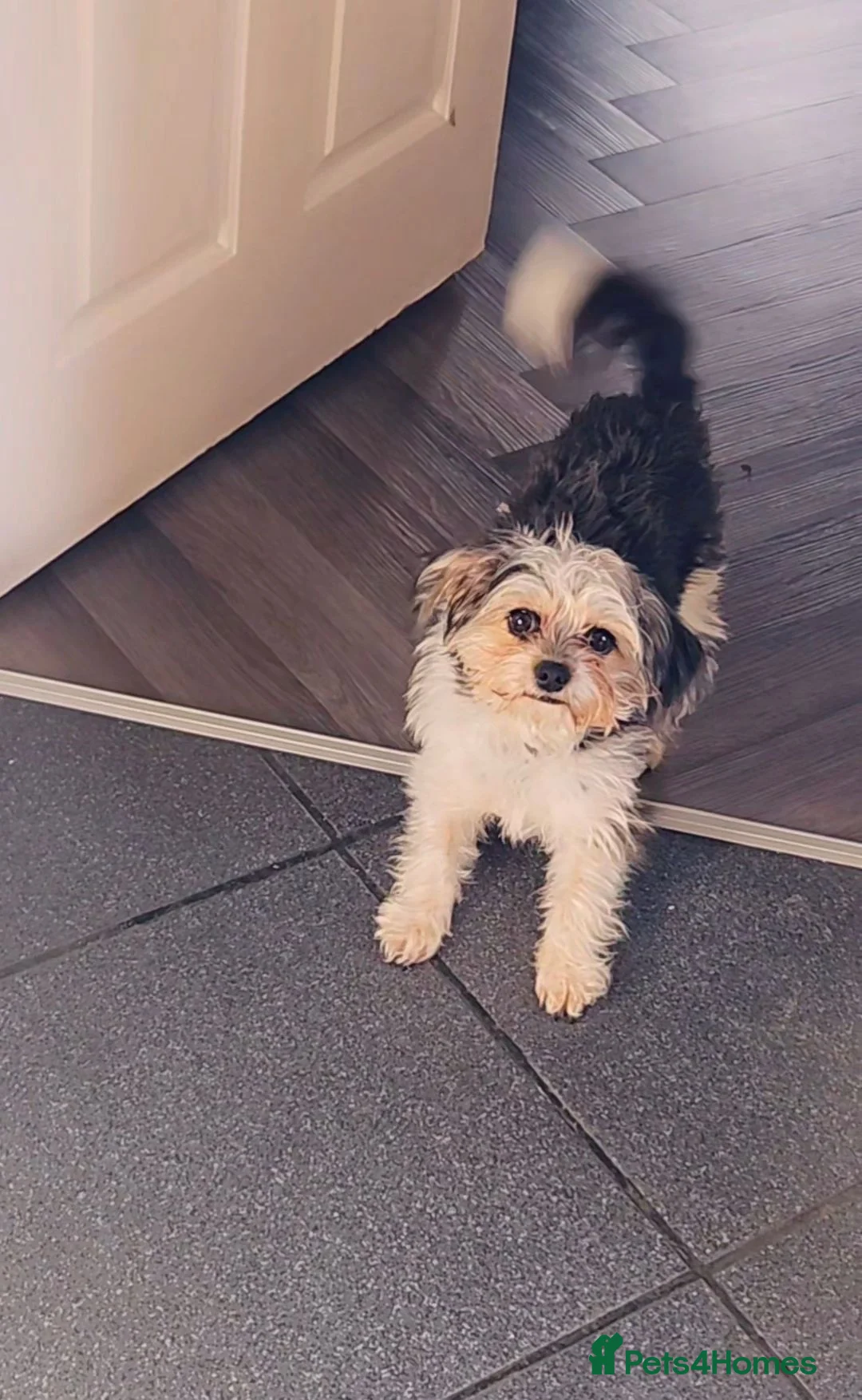 Mixed Breed dogs for sale: 🐶 Beautiful 1-Year-Old Female Cavachon Looking in Wellingborough - Advert 2