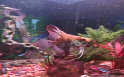 Angelfish fish for sale: 2 angel fish, breeding pair - Image 3