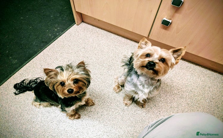 Yorkshire Terrier dogs - Advert 4