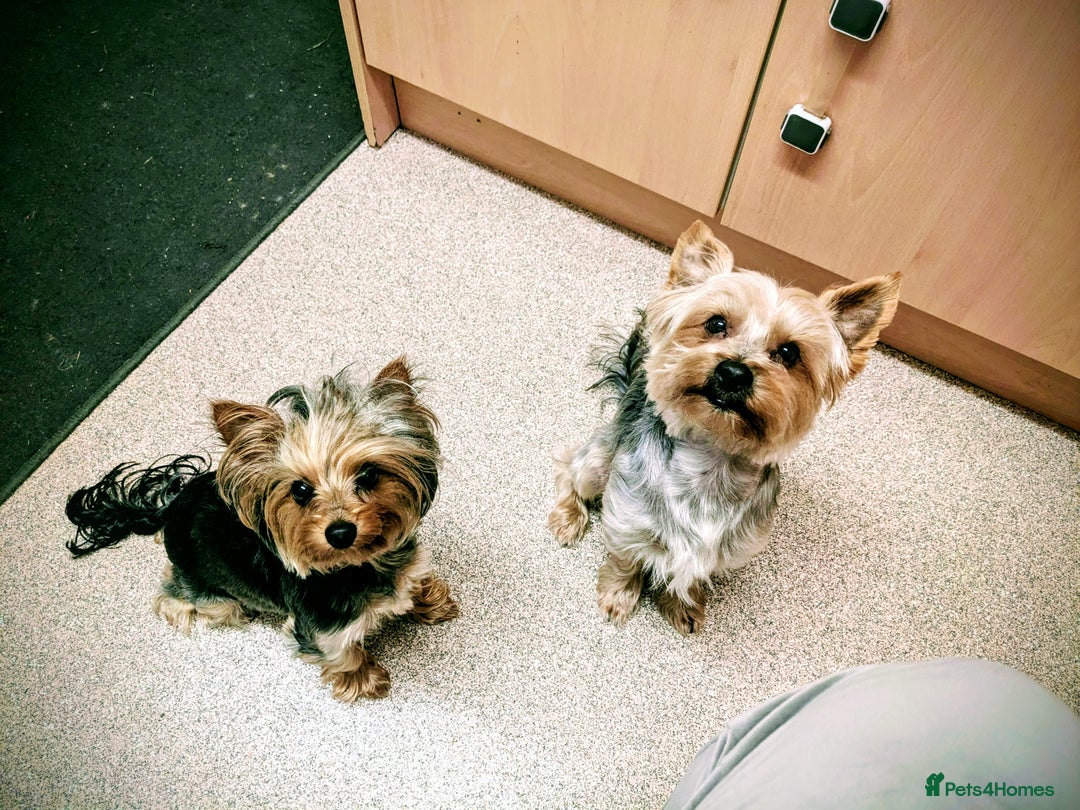 Yorkshire Terrier dogs for sale: Yorkshire terrier puppies  - Image 1