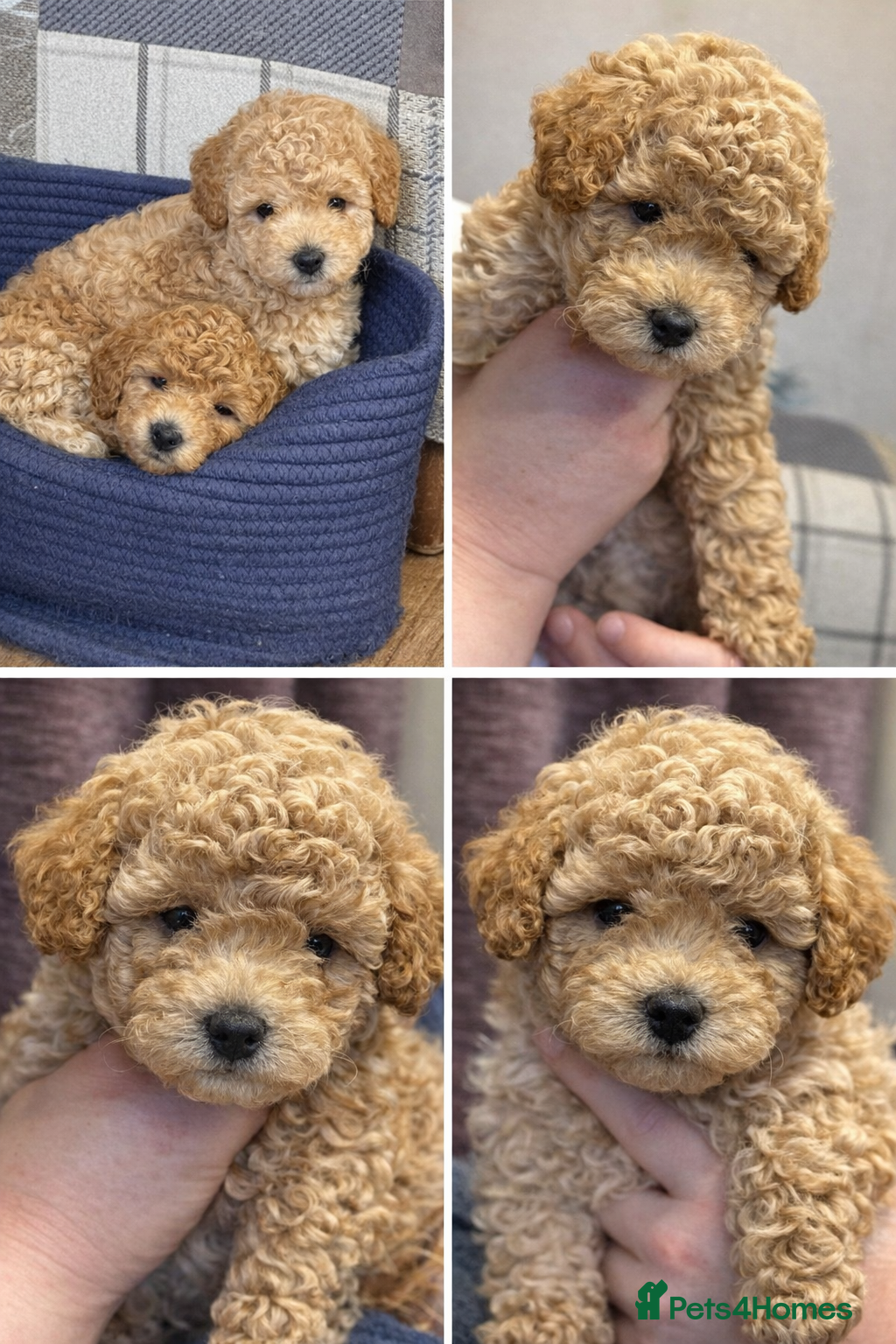 Cavapoo dogs Lovely litter of Cavapoos - Advert 1