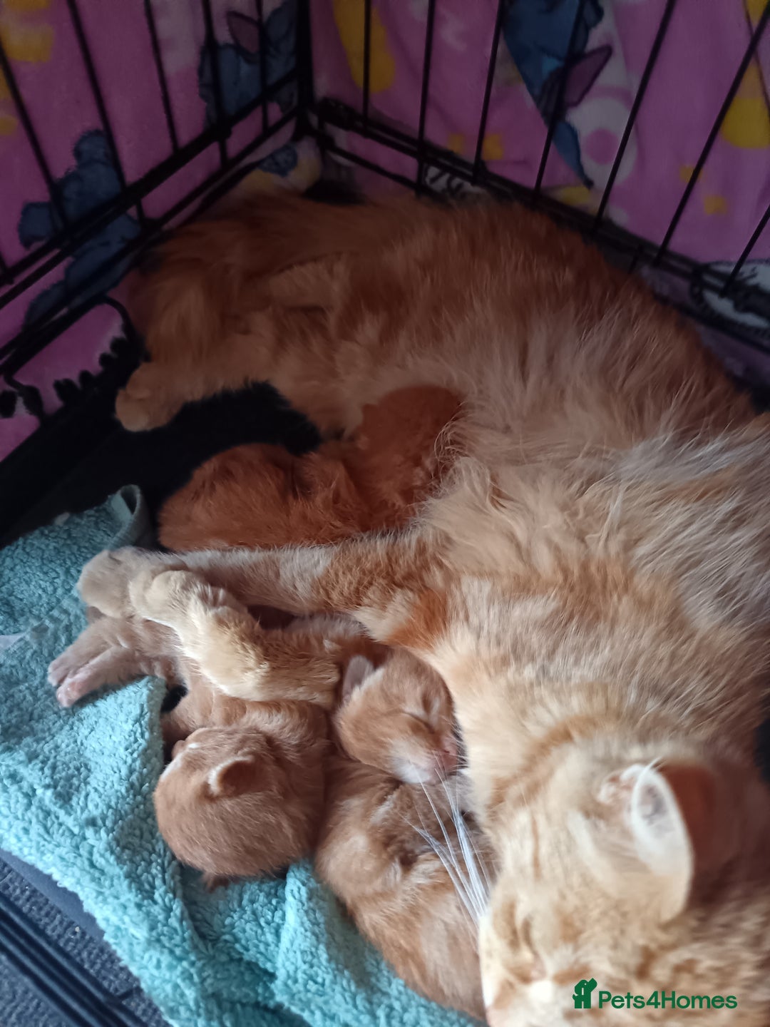 British Longhair cats for sale: 3 longhaired ginger kittens  - Image 10