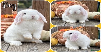 Mini Lop rabbits - Advert 6