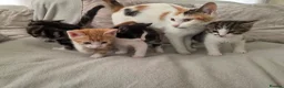 Mixed Breed cats for sale: 4 beautiful kittens for sale  in Cheltenham - Advert 7